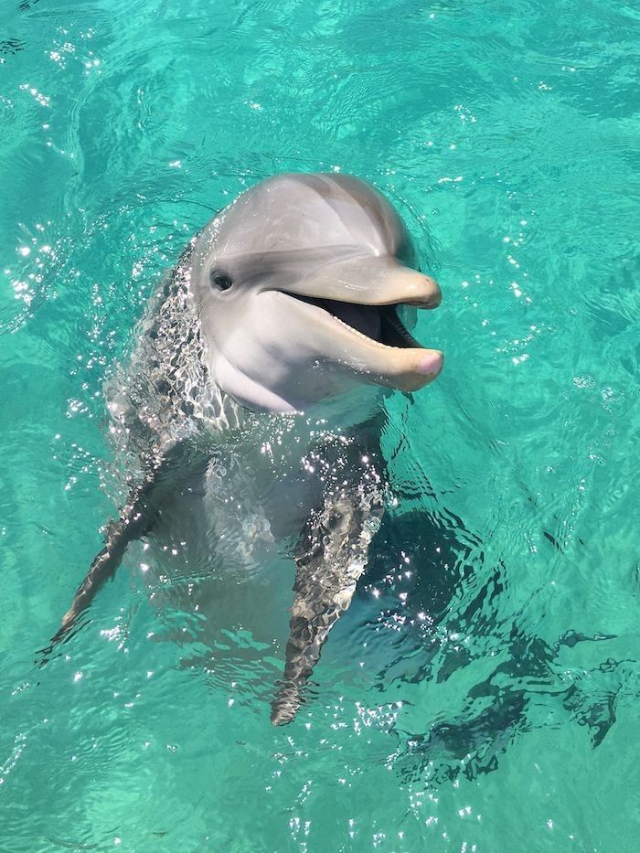 A dolphin lifts its head above bright turquoise water beside the boat, mouth open as if in greeting