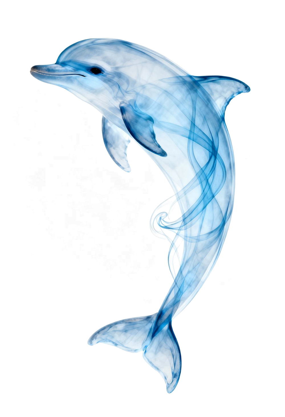 Translucent blue dolphin curving upward, drawn in flowing watercolour veils, like frequency made visible